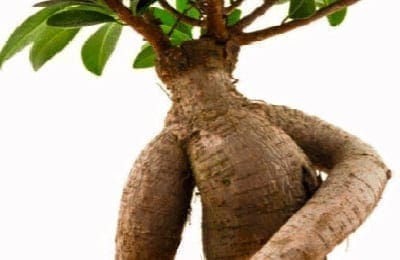 Ashwagandha-Csodapatika.com